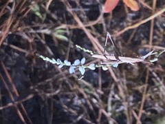 Achurum carinatum