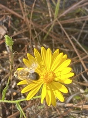 Melissodes dentiventris