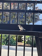 Passer domesticus