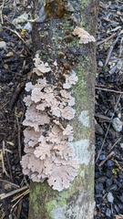 Schizophyllum commune