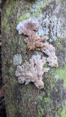 Schizophyllum commune
