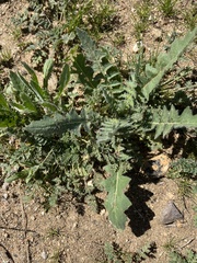 Sisymbrium altissimum