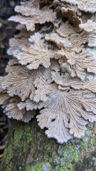 Schizophyllum commune