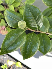 Camellia