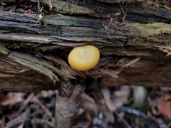 Cyptotrama chrysopepla