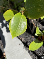 Camellia