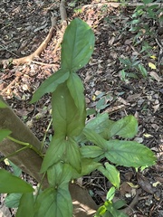 Syngonium podophyllum