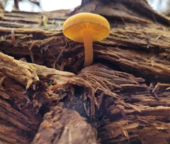 Cyptotrama chrysopepla