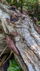 Punctularia strigosozonata