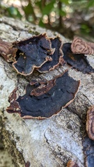 Punctularia strigosozonata