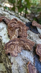 Punctularia strigosozonata