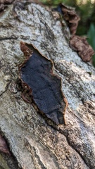 Punctularia strigosozonata