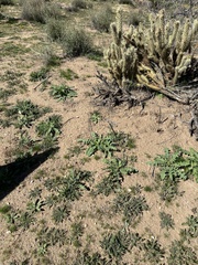 Sisymbrium altissimum