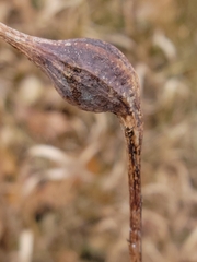 Gnorimoschema jocelynae