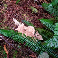 Bondarzewia occidentalis