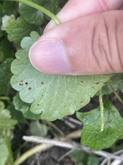 Puccinia glechomatis