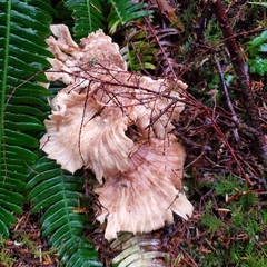 Bondarzewia occidentalis
