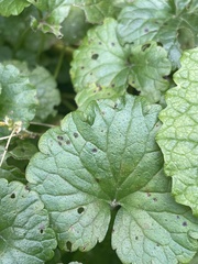 Puccinia glechomatis