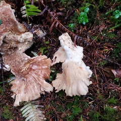 Bondarzewia occidentalis