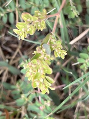 Euphorbia prostrata