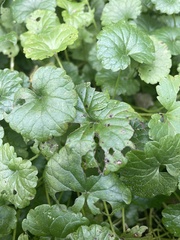 Puccinia glechomatis