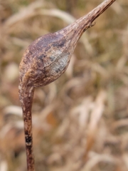 Gnorimoschema jocelynae