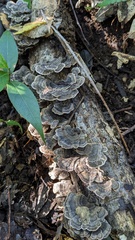 Trametes versicolor