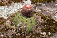 Melocactus ernestii