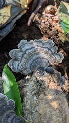 Trametes versicolor