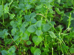 Stellaria media