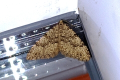 Nebula ibericata