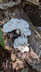 Trametes versicolor