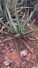 Yucca baccata
