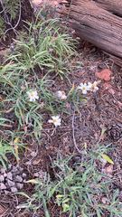 Melampodium leucanthum