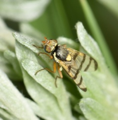 Urophora