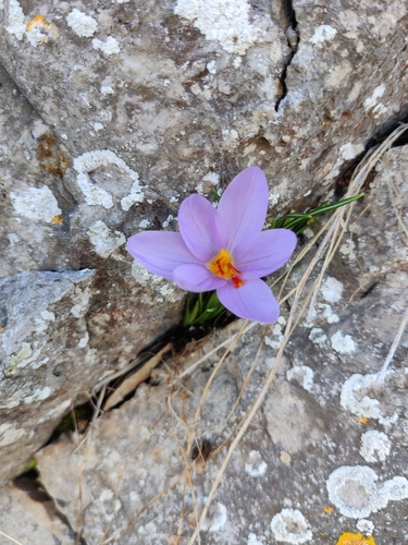 Image of Crocus longiflorus by (c) Riccardo Rocca, some rights reserved (CC BY)