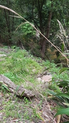 Alectura lathami lathami