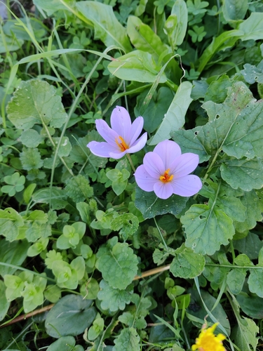 Image of Crocus longiflorus by (c) Riccardo Rocca, some rights reserved (CC BY)