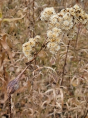 Gnorimoschema jocelynae