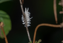 Cryptolaemus
