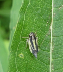 Evacanthus interruptus