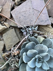 Eriogonum ovalifolium