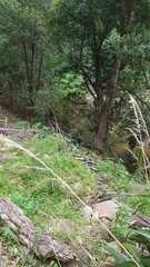 Alectura lathami lathami