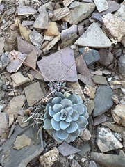 Eriogonum ovalifolium