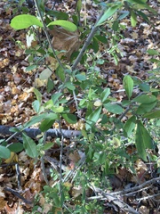Ligustrum obtusifolium