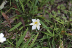 Freesia leichtlinii