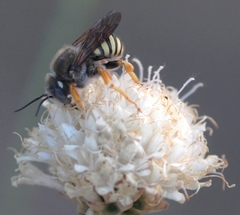Paraanthidium