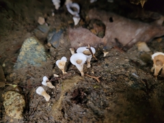 Sebacina schweinitzii