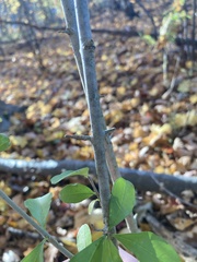 Ligustrum obtusifolium