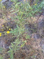 Eupatorium compositifolium